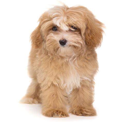 Crossbreed hero 0006 maltipoo 0