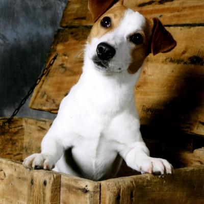 Lanslow CHEZ LE PHOTOGRAPHE