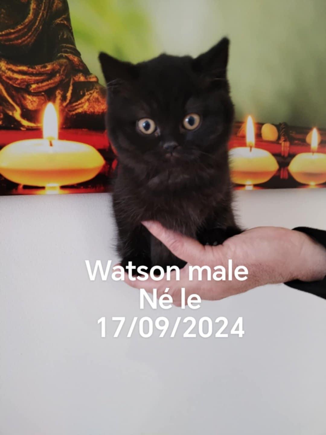 watson