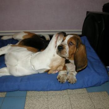 FLOPPY LE BASSET HOUND